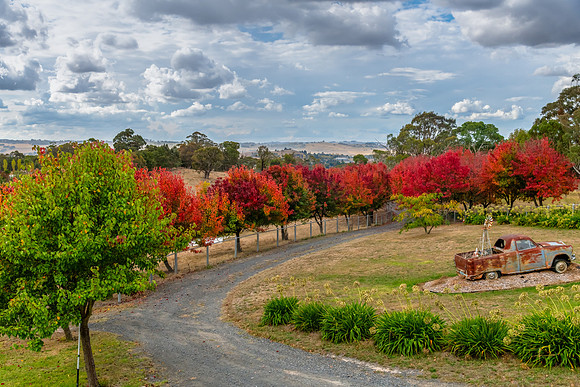 Autumn foliage on the tree lined rural driveway with rusted ute