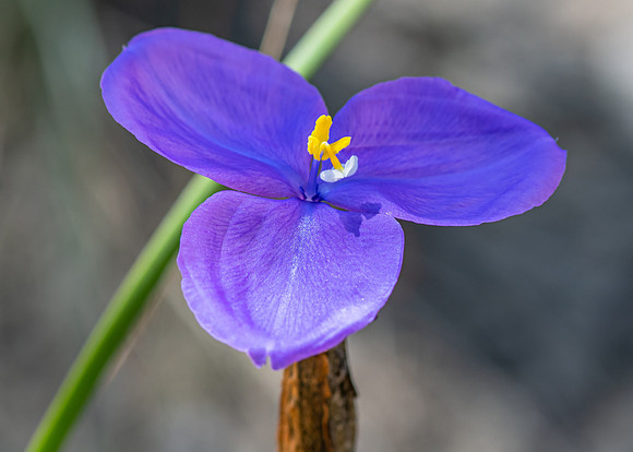 Native Iris or Purple Flag Wildflower
