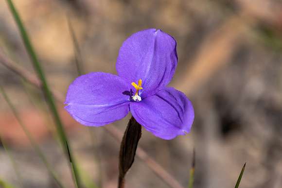 Native Iris or Purple Flag Wildflower