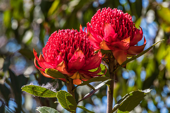 Waratah Wildflowers