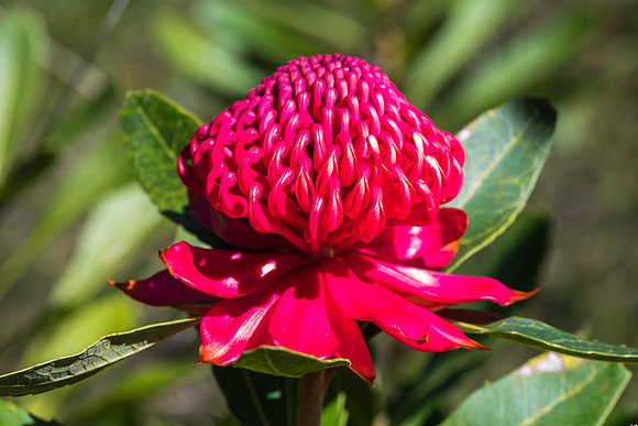Waratah Wildflowers