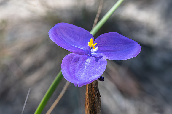 Native Iris or Purple Flag Wildflower