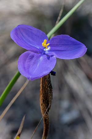 Native Iris or Purple Flag Wildflower