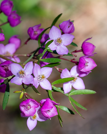 Tiny Purple Boronia Pinnata Native Australian Flowers