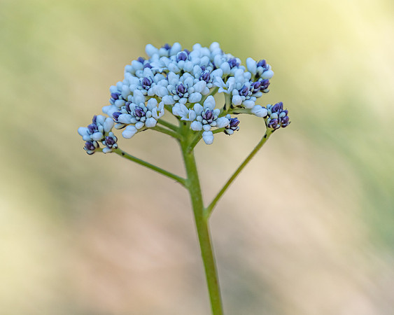 Tiny Purple and White Native Australian Flowers