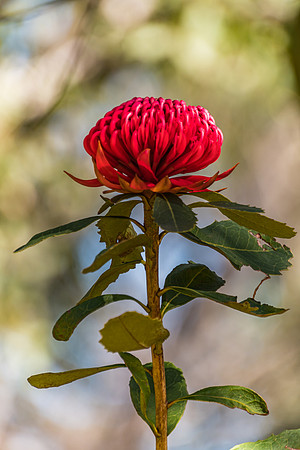 Waratah Wildflowers