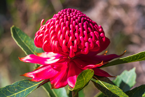 Waratah Wildflowers