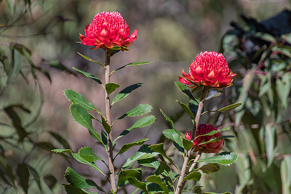 Waratah Wildflowers