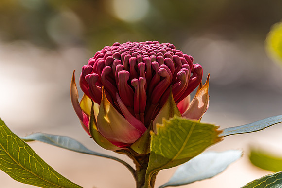 Waratah Wildflowers