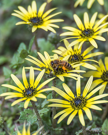 Cape dandelion or Capeweed - Yellow wild daisy flowers and honey