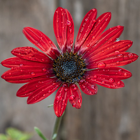Wet Arctotis hybrid Red Magic