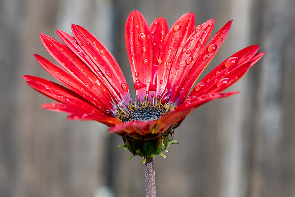 Wet Arctotis hybrid Red Magic