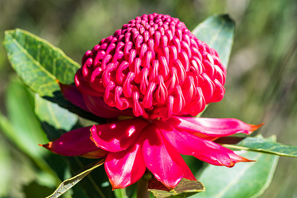 Waratah Wildflowers