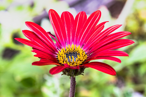 Arctotis Hybrid Red Magic Flower