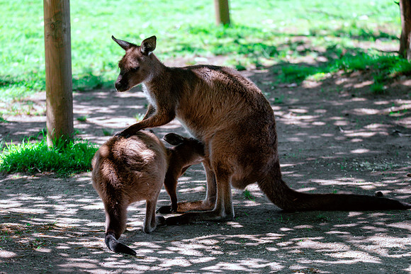 Kangaroo Island Kangaroos, mother and joey