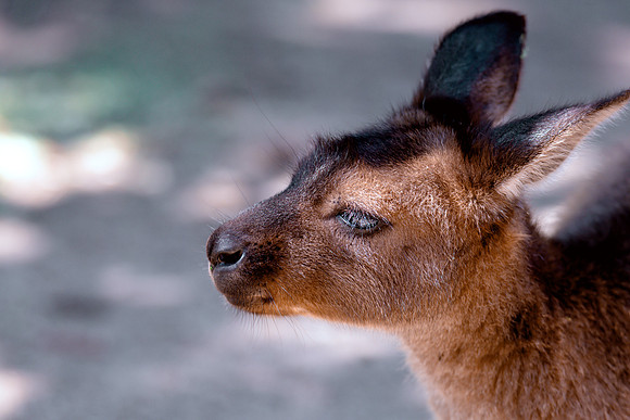 Kangaroo Island Kangaroo