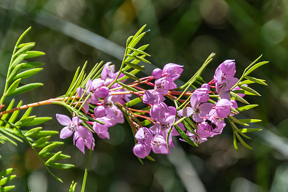 Tiny Purple Native Australian Flowers