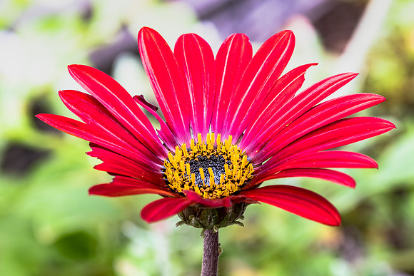 Arctotis Hybrid Red Magic Flower