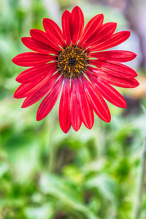 Arctotis Hybrid Red Magic Flower