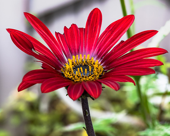 Arctotis Hybrid Red Magic Flower
