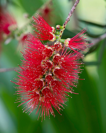 Australian native shrub the Red Bottlebrush in bloom