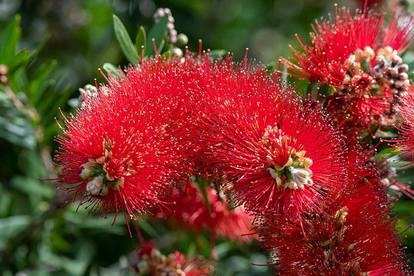 Australian native shrub the Red Bottlebrush in bloom