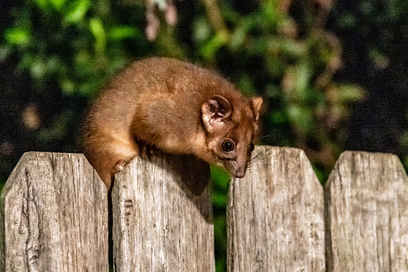 Baby Ringtail Possum