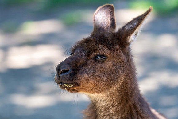 Kangaroo Island Kangaroos