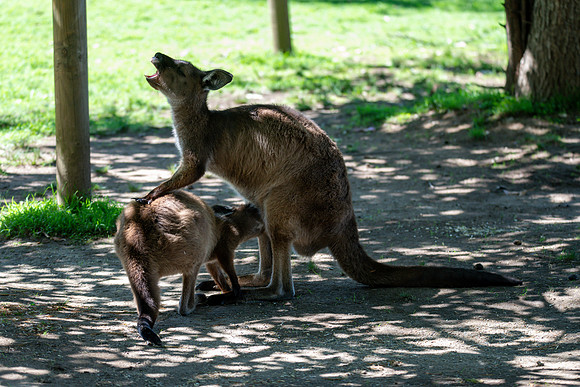 Kangaroo Island Kangaroos, mother and joey