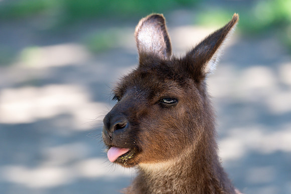 Kangaroo Island Kangaroos