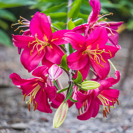 Dark Pink Lillies in bloom