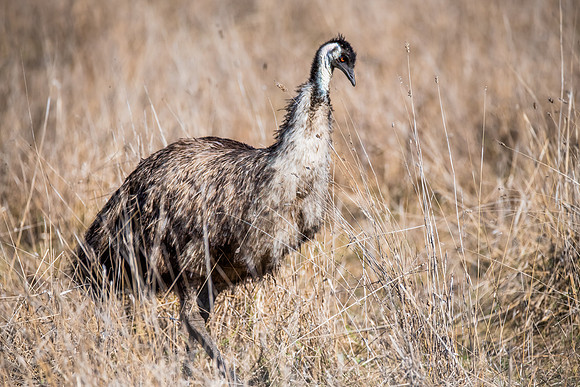 A wild Emu in a paddock with long dry grass