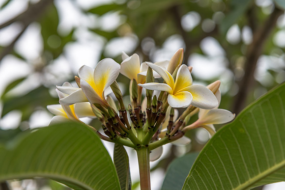 Yellow and White Frangipani Flowers under a Smoke Filled Sky