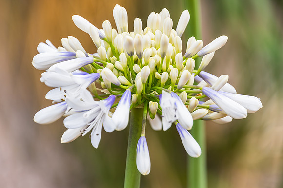 Agapanthus in Flower