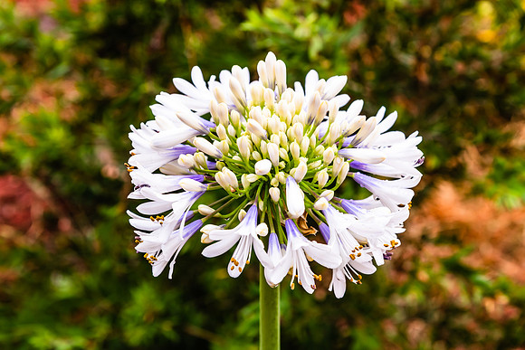 Agapanthus in Flower