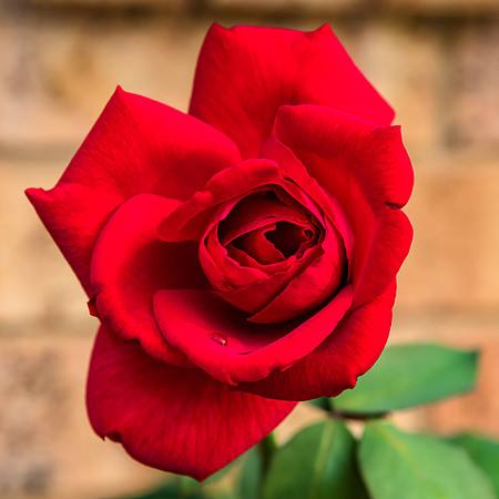 Red Rose in Bloom