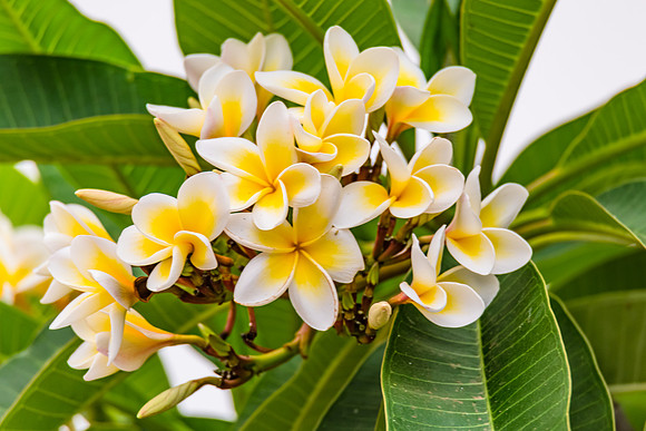 Yellow and White Frangipani Flowers under a Smoke Filled Sky