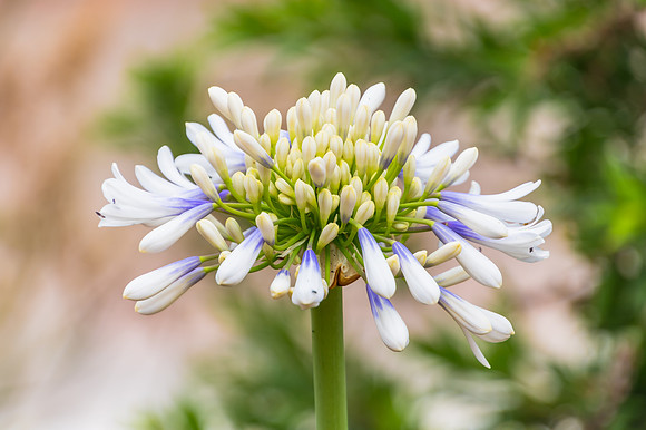 Agapanthus in Flower