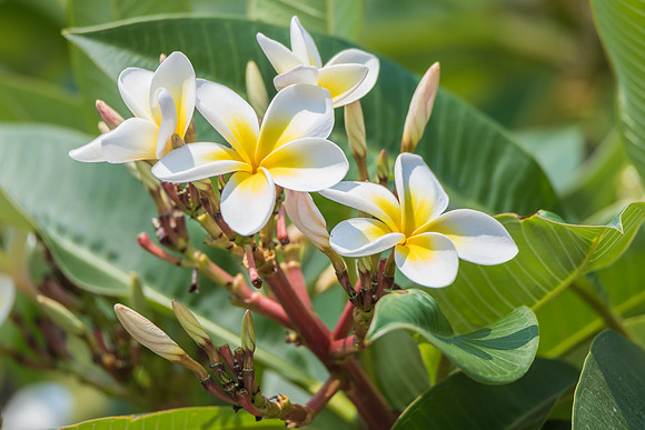 Yellow and White Frangipani Flowers in Bloom