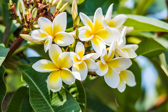 Yellow and White Frangipani Flowers in Bloom