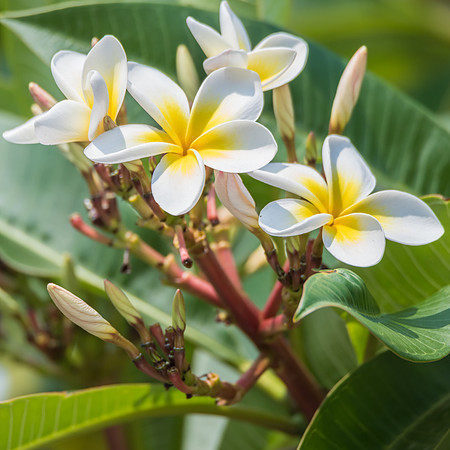 Yellow and White Frangipani Flowers in Bloom