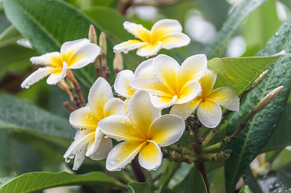 Frangipani Flowers with Rain Drops