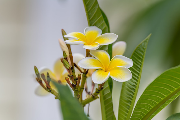 Frangipani Flowers in the Garden