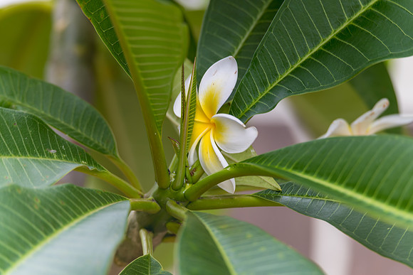 Fallen Frangipani Flower in the Garden