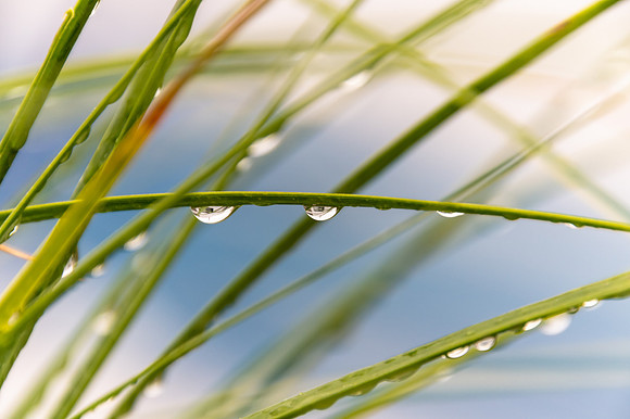 Rain drops in the garden