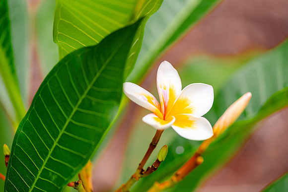 Yellow and white Frangipani flowers on the tree