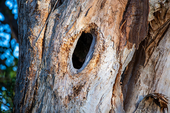 Gum tree hollow used by birds for nesting
