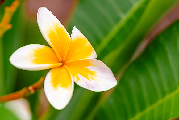 Yellow and white Frangipani flowers on the tree