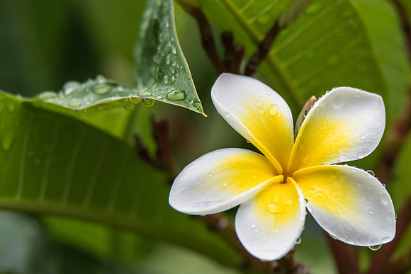 Frangipani Flowers with Rain Drops