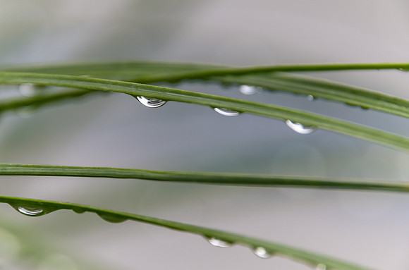 Rain drops on palm fronds in the garden
